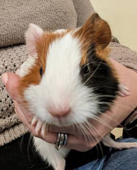 Rescue Guinea Pig Guinea Pigs for Adoption in Medfield, Massachusetts - Simon | PetCurious